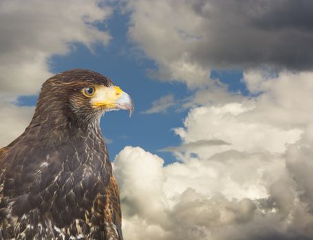 close up of a milano, an european predatory bird