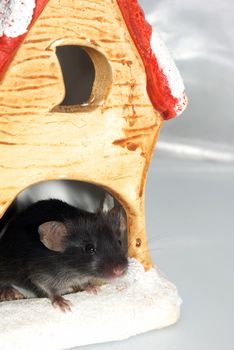 The Year of The Rat - New Year and Christmas card theme