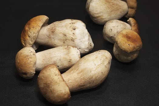 mushroom, squirrel's bread, Boletus edulis