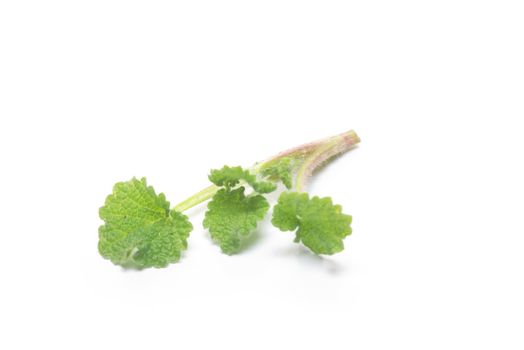 fresh and green nettle isolated on white background