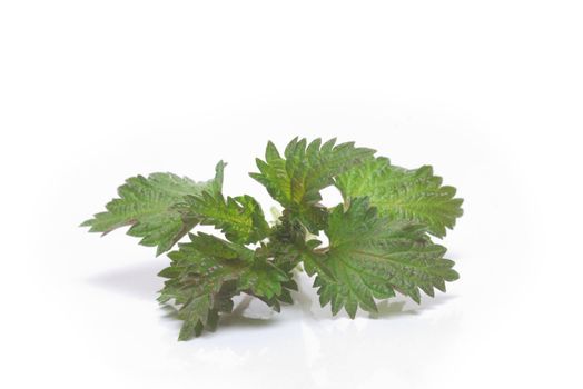 fresh and green nettle isolated on white background
