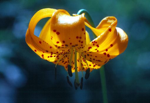 Blooming Tiger Lily