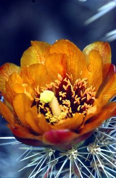 Blooming Hedgehog Cactus in Mojave desert