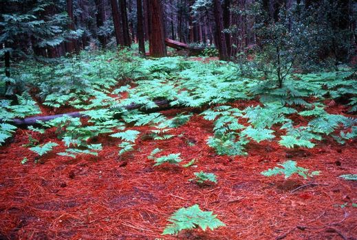 Redwood forest with fern