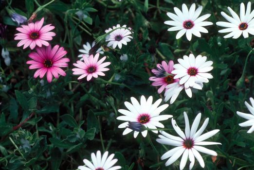 Daisies in garden