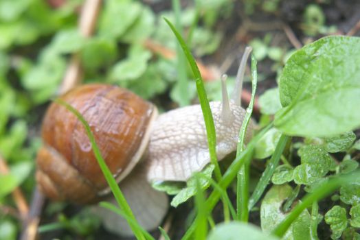 garden snail