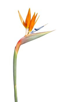 close up photo of a bird of paradise flower (isolated)