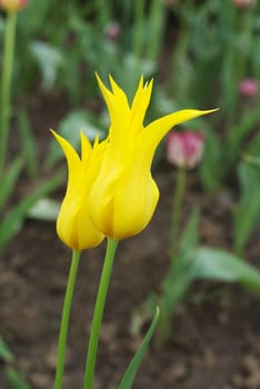 two yellow tulips