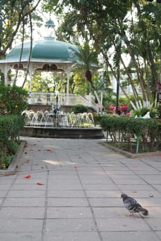 pigeon and fountain in park in mexico