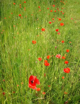 Beautiful field of wild poppies