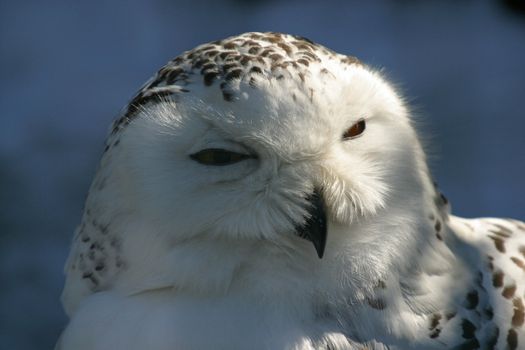 Portrait of Snow owl