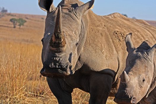 Rhino in the field