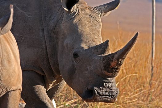 Rhino in the field