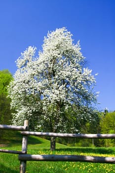 Blooming tree and meadow in spring with blue sky. 