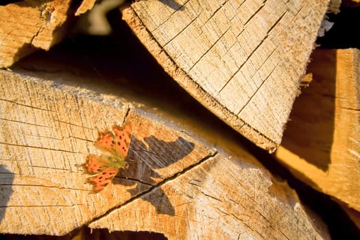 Butterfly on chopped wood just waiting to take a picture of him.