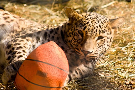 Cheetah playing with orange ball on straw.