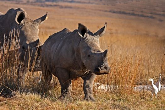 Rhino in the field