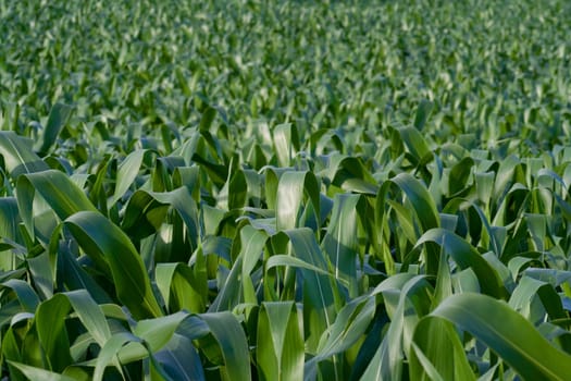 Green growing corn leaves in a field.