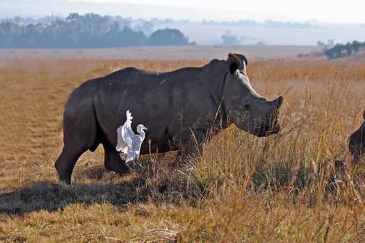 Rhino in the field