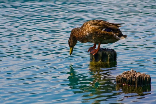 Duck standing on wood and drinking water. If you look closer you will see a drop between her beak and lake.