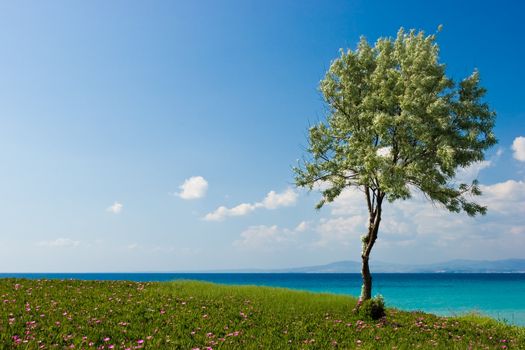 Olive tree at the Greek seaside