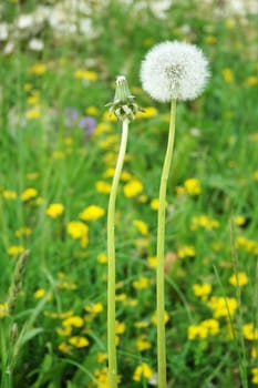 Full bloom dandelion and dandelion bud in a field