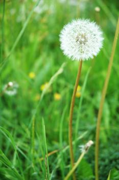 White dandelion blossoming in a field of grass