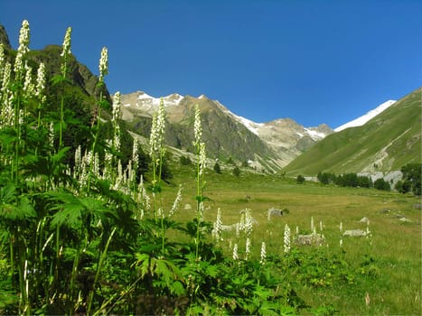 Mountain valley with flowers
