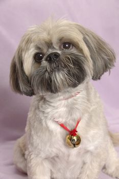 Cute Lhasa Apso with bell round neck and tilted head