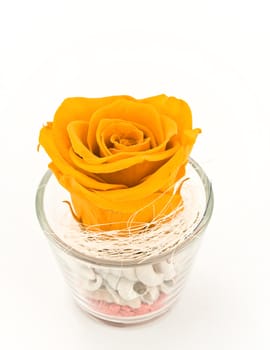 Orange rose in decorated glass. Isolated on white background.