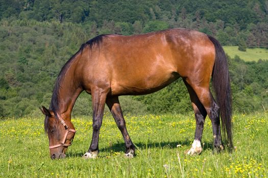 Beautiful Brown horse is grazing on green meadow