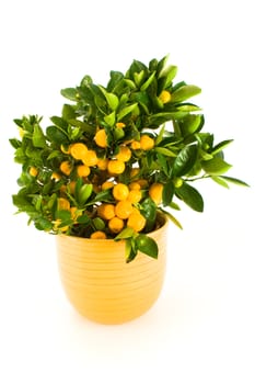 Small mandarin tree in a yellow pot, isolated on white.
