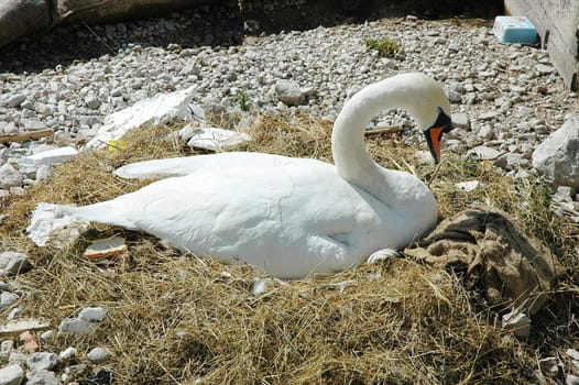 Pure white swan resting on nest