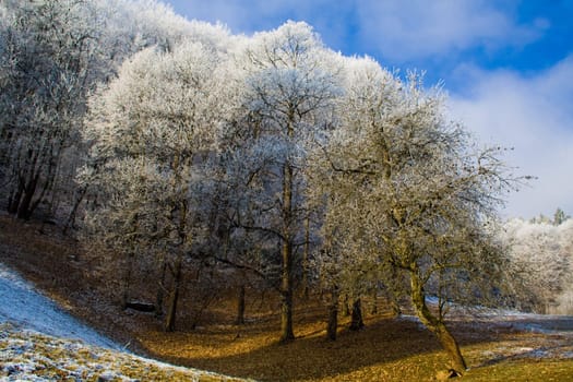 Trees in autumn covered with rime in afternoon.