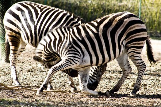 Two zebras playing with each other.