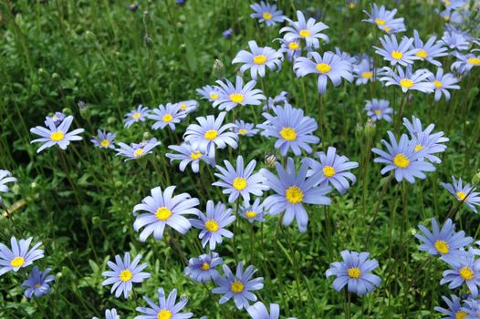 Blue daisy blossoms on a green field