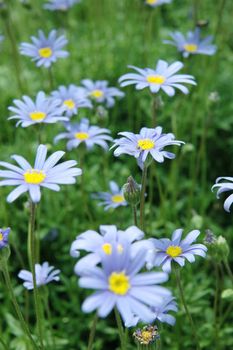 Blue daisy blossoms on a green field