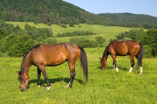 Two brown horses grazing in a pasture.