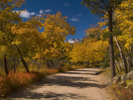 The aspen grove on the road to the Fern Lake trail in Rocky Mountain National Park.