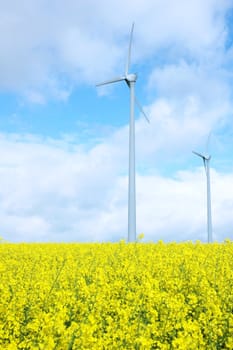 Windmill on a field of golden flowers