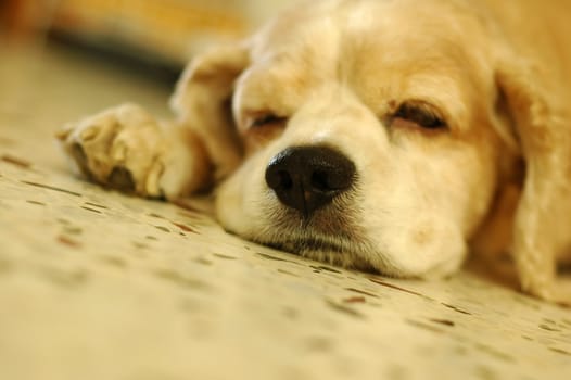 Very tired cocker spaniel. shallow focus on nose.