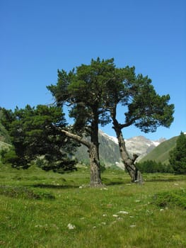 Two trees stand on a background of mountains and the blue sky