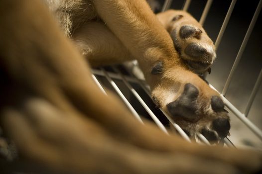 Closeup of a puppy leg a cage.
