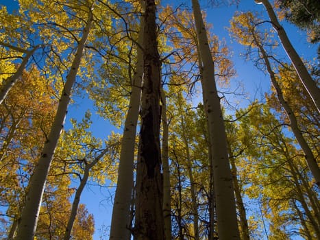 Aspens along the Saint Vrain Mountain trail near Allenspark, Colorado.