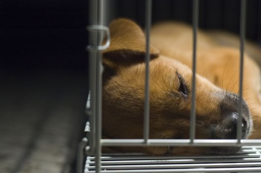 A young brown puppy lockup in cage sleeping.