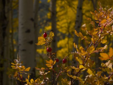 Autumn berries in Rocky Mountain National Park.