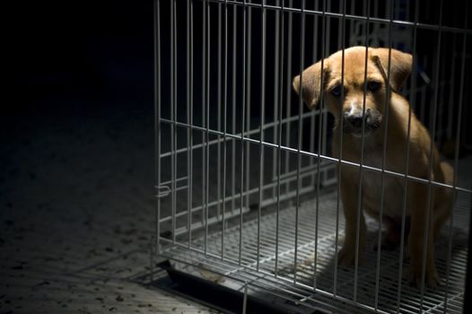 A sad looking puppy wanted to come out from his cage. Be kind to all animals.