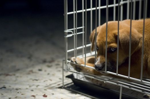 Sad looking puppy wanted to come out and play.
