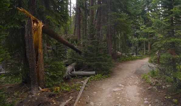 Broken Tree on Forest Trail - A rainy day in the Wild Basin Area of Rocky Mountain National Park.