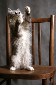 The grey thoroughbred cat plays studios